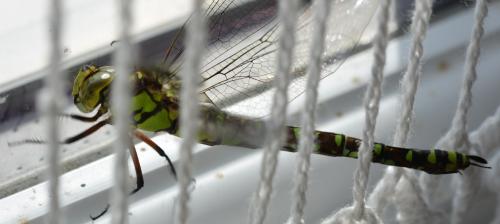 Aeshna cyanea
